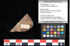 Foto (Objekt + Etikett) von Xylomites daphnes Ettingshausen (NHMW-GEO-2024-0188-0060c)